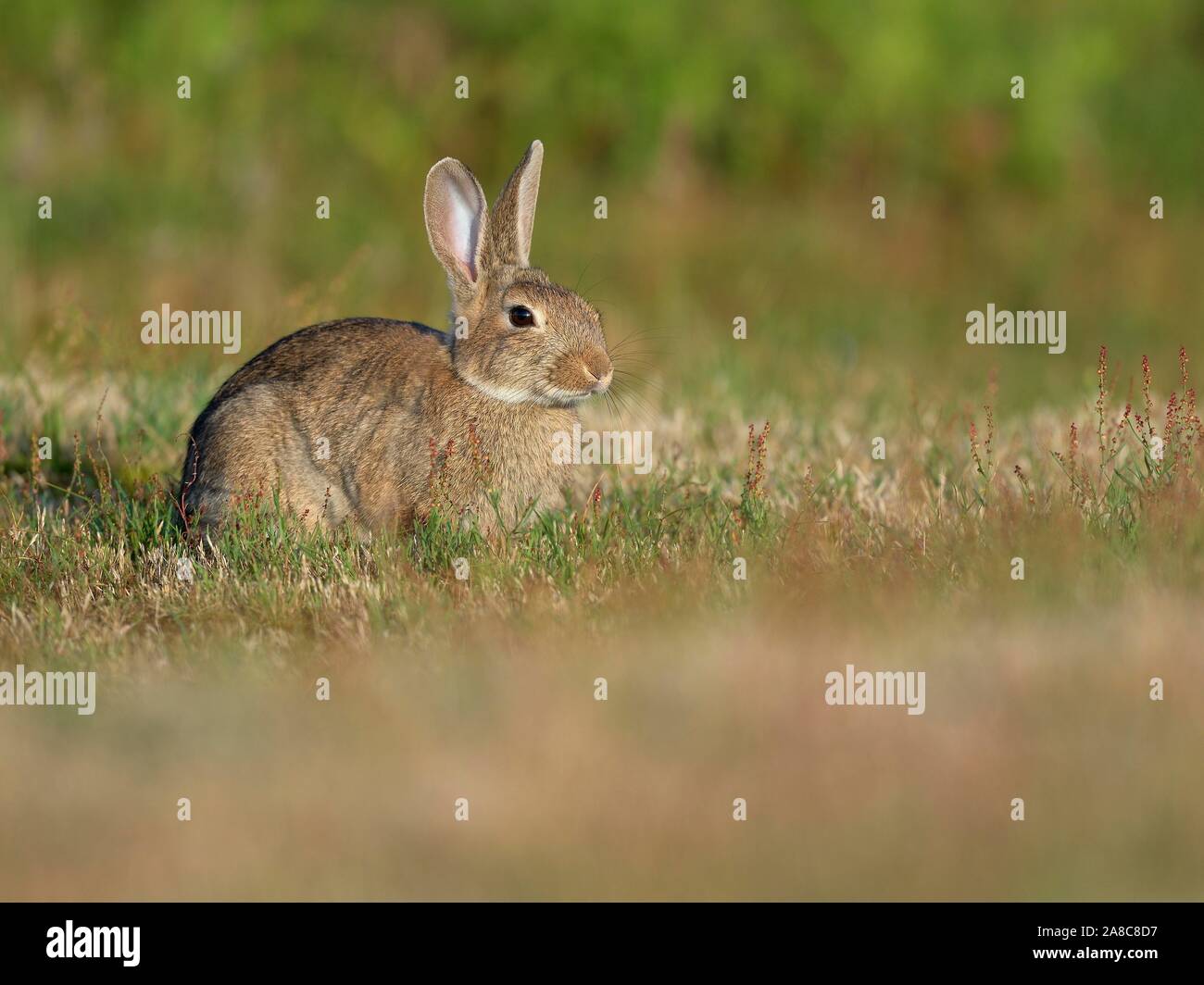 Europäische Kaninchen (Oryctolagus cuniculus), Texel, Nord Holland, Niederlande Stockfoto