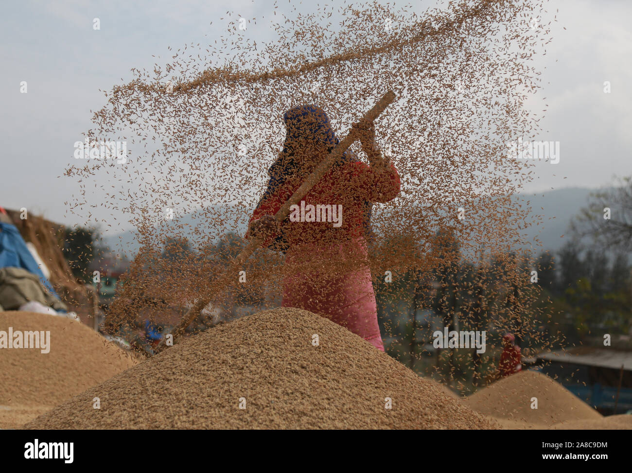 Kathmandu, Nepal. Nov 6th, 2019. Lokale Landwirte worfeln Reis nach der Ernte in Bhaktapur, Nepal. Sarita Khadka/Alamy leben Nachrichten Stockfoto