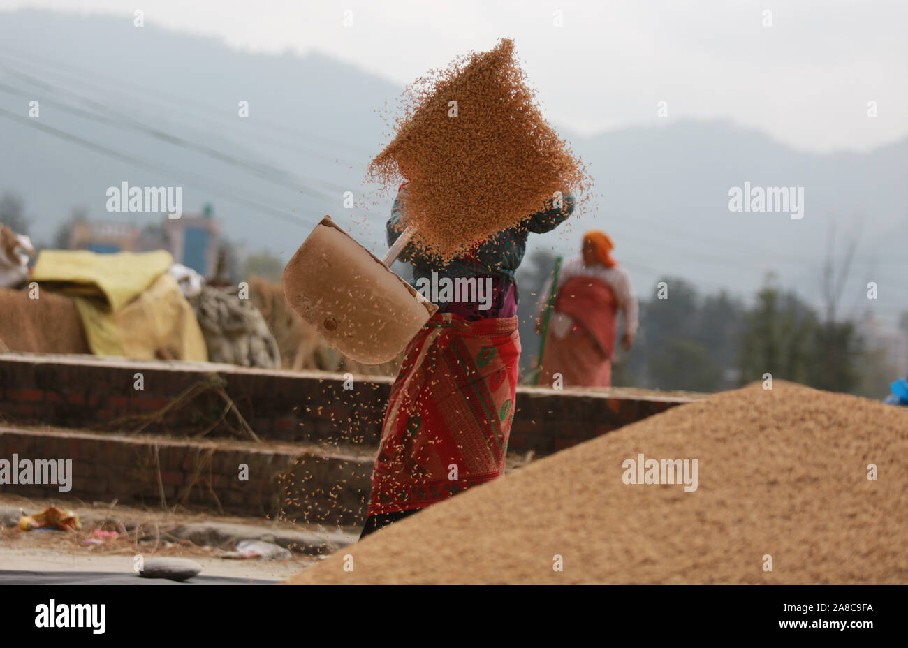 Kathmandu, Nepal. Nov 6th, 2019. Lokale Landwirte worfeln Reis nach der Ernte in Bhaktapur, Nepal. Sarita Khadka/Alamy leben Nachrichten Stockfoto