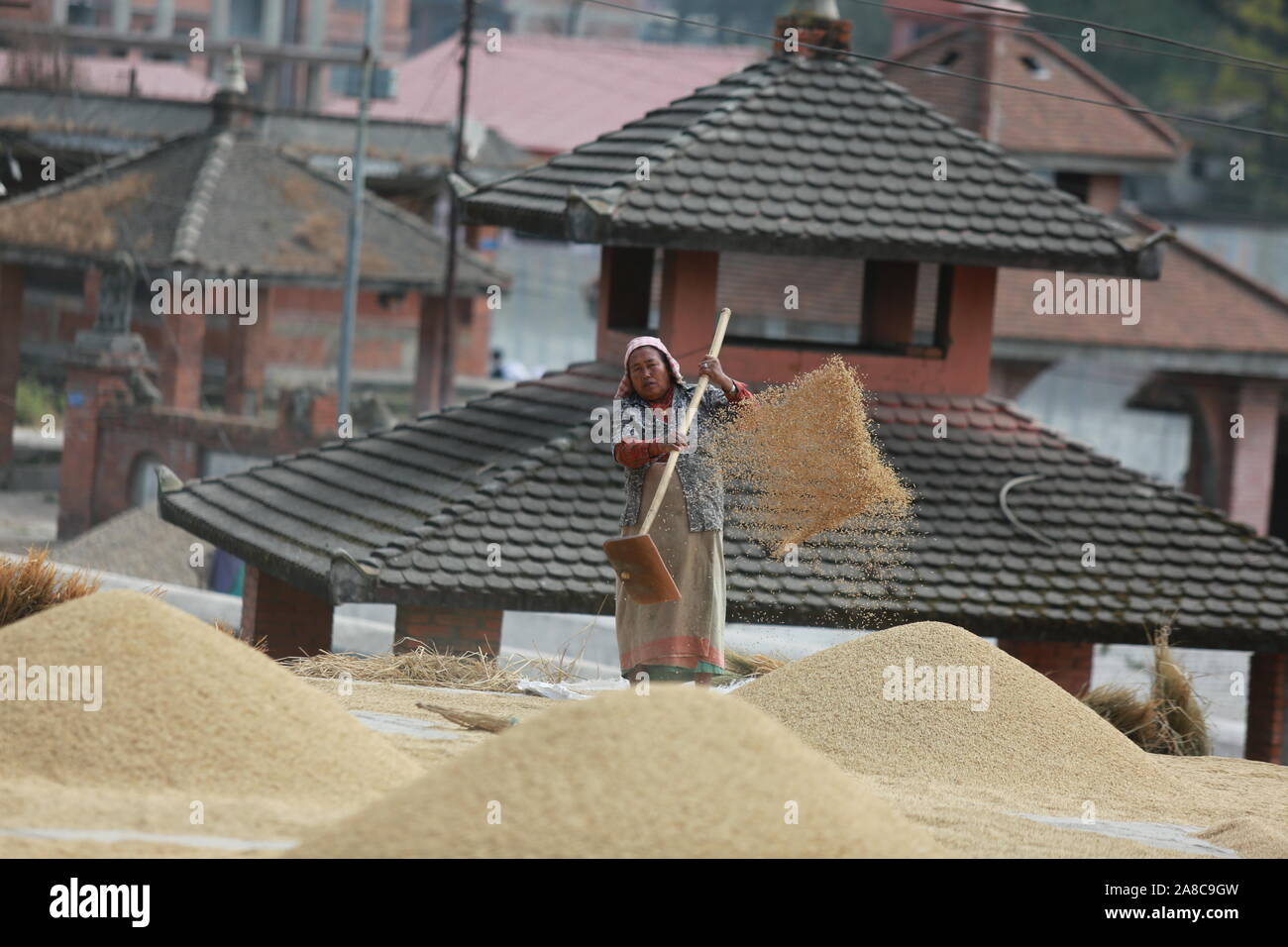 Kathmandu, Nepal. Nov 6th, 2019. Lokale Landwirte worfeln Reis nach der Ernte in Bhaktapur, Nepal. Sarita Khadka/Alamy leben Nachrichten Stockfoto