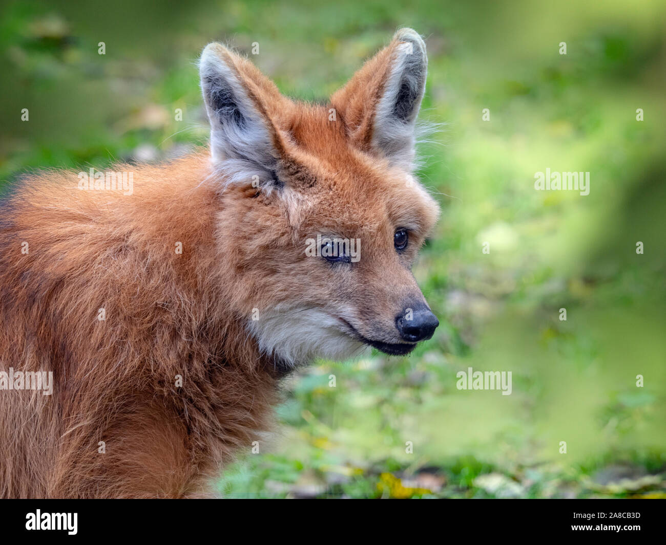 Mähnenwolf Chrysocyon brachyurus (Captive) Stockfoto