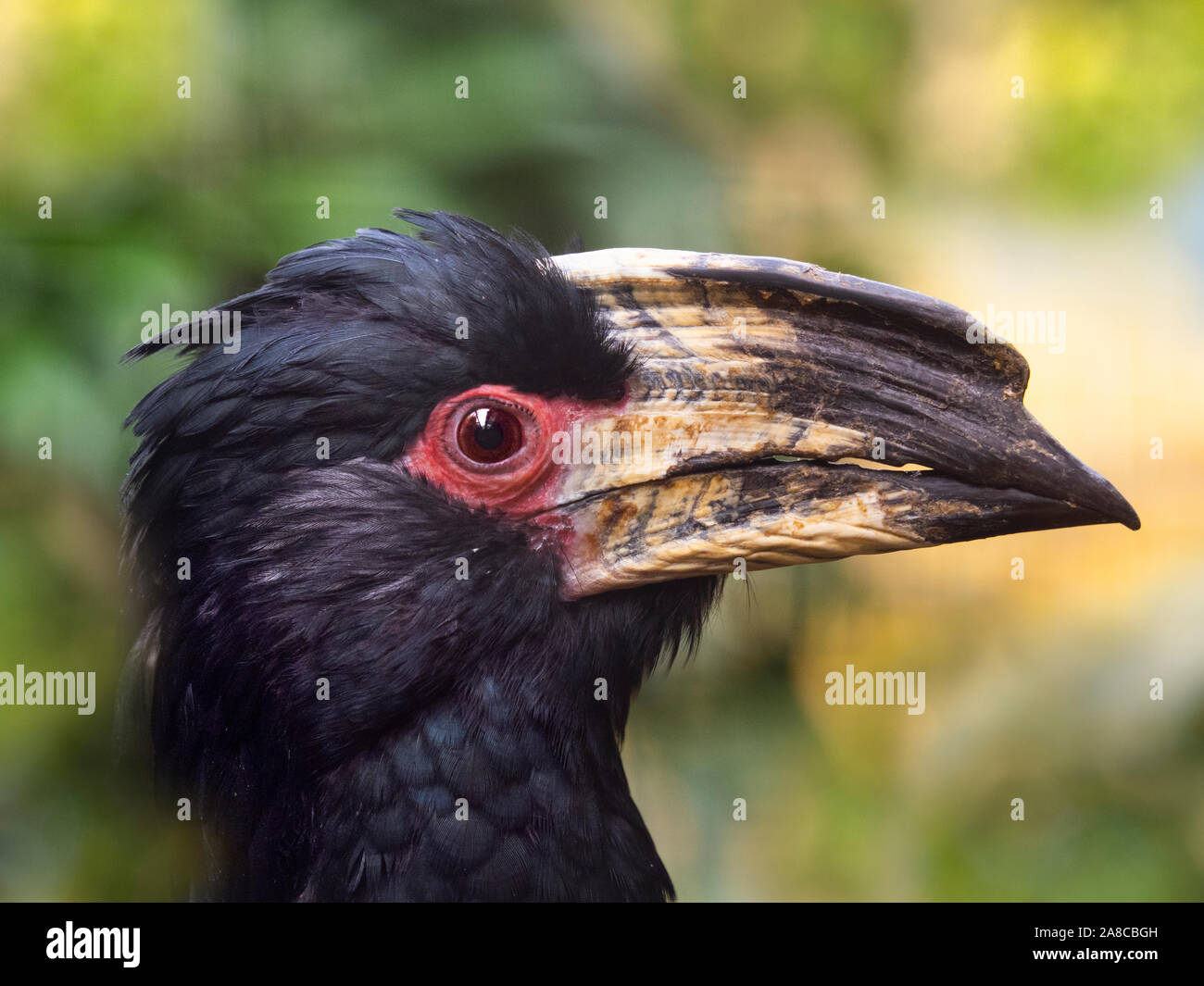 Trompeter hornbill Bycanistes bucinator Stockfoto