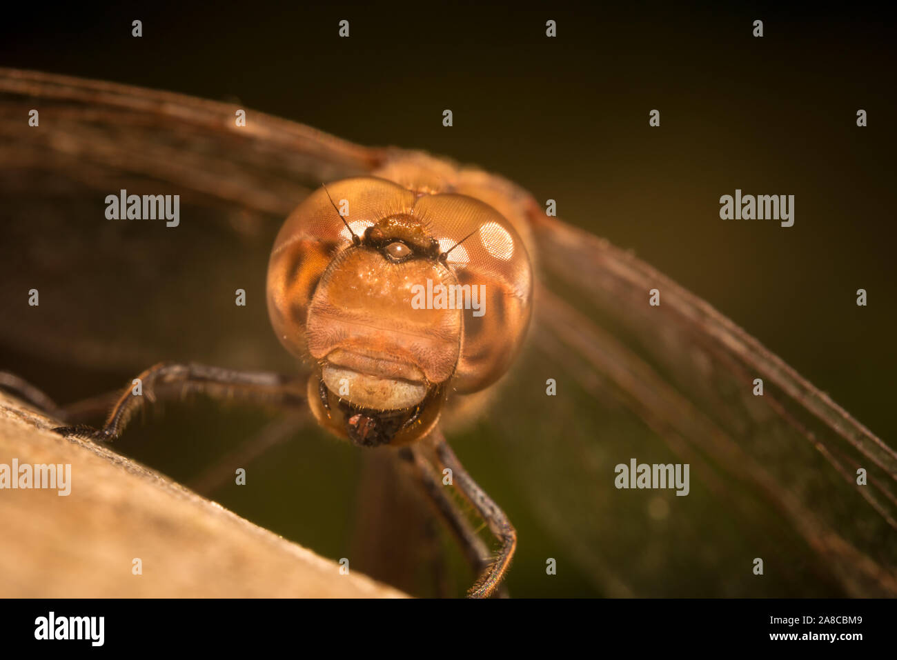 Extreme front Makro Foto von einem Rote Libelle auf einem Holz Oberfläche in der Dämmerung sitzen. Stockfoto