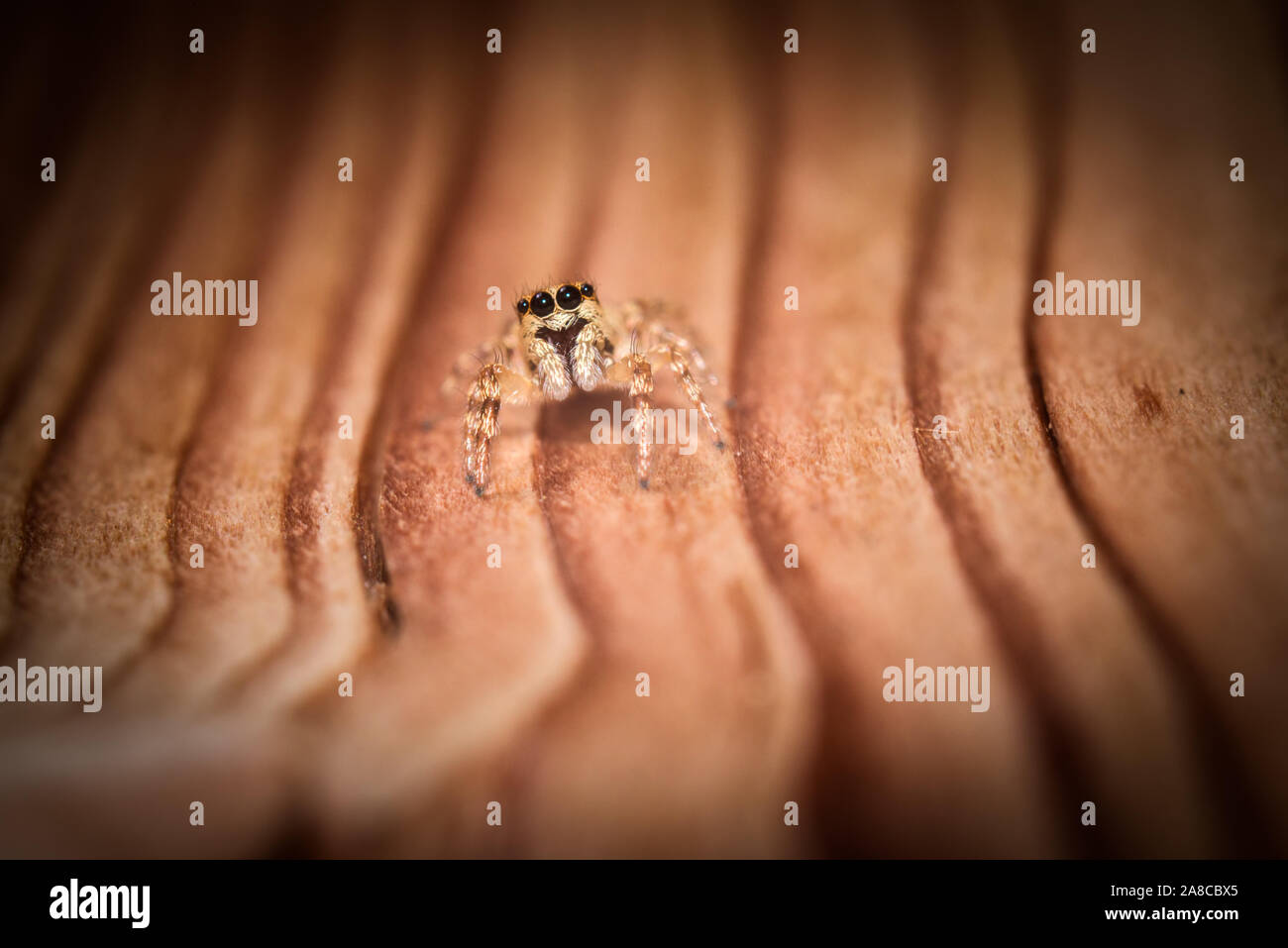 Makroaufnahme eines winzigen braunen jumping Spider in die Kamera schaut, auf einem gestreiftem Holz Oberfläche im Freien anmelden. Stockfoto