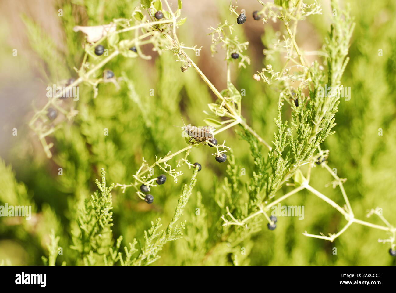 Ein Feld Kricket auf wilden Büschen mit kleinen schwarzen Beeren Stockfoto