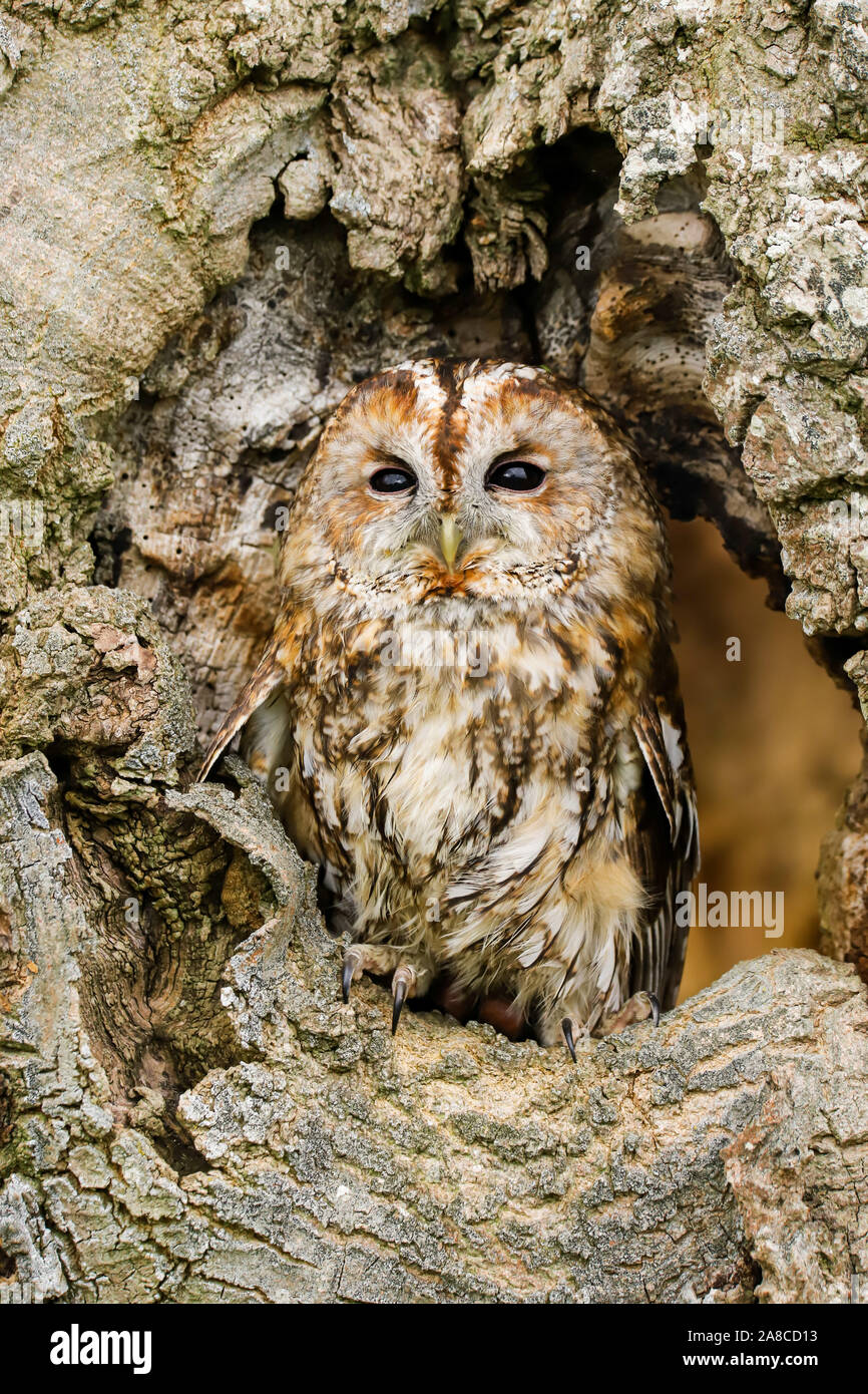 Waldkauz (Strix aluco) sitzen auf einem alten verrotteten Eiche. In der Mitte von Wales auf dem Land Großbritannien Stockfoto