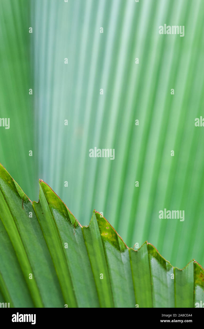 Fan Palm Blätter bei Tageslicht bis Detail in der Nähe der Spitze des Blattes Stockfoto