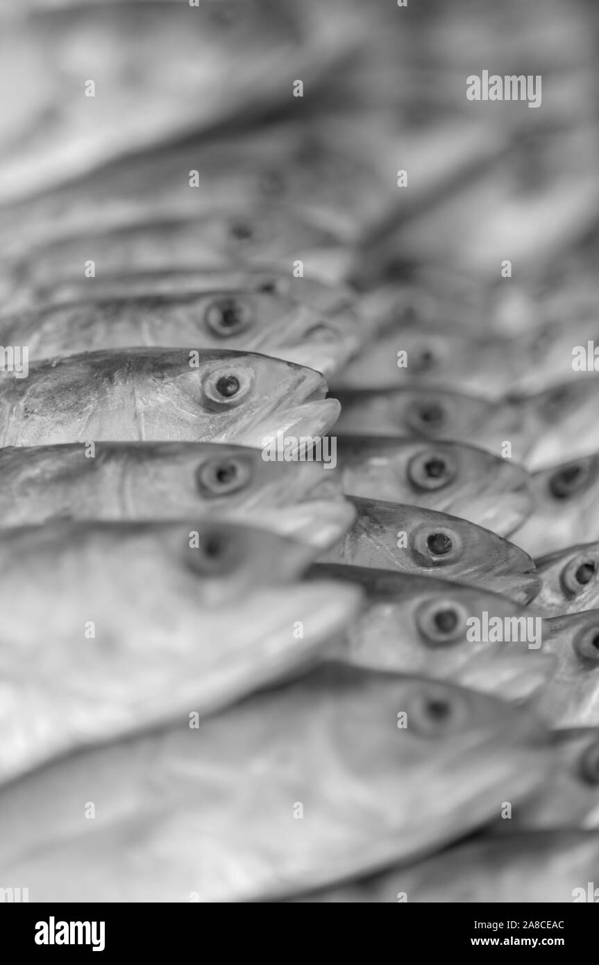 Fisch auf dem Display in den asiatischen Markt in Zeilen angeordnet bei Tageslicht Stockfoto