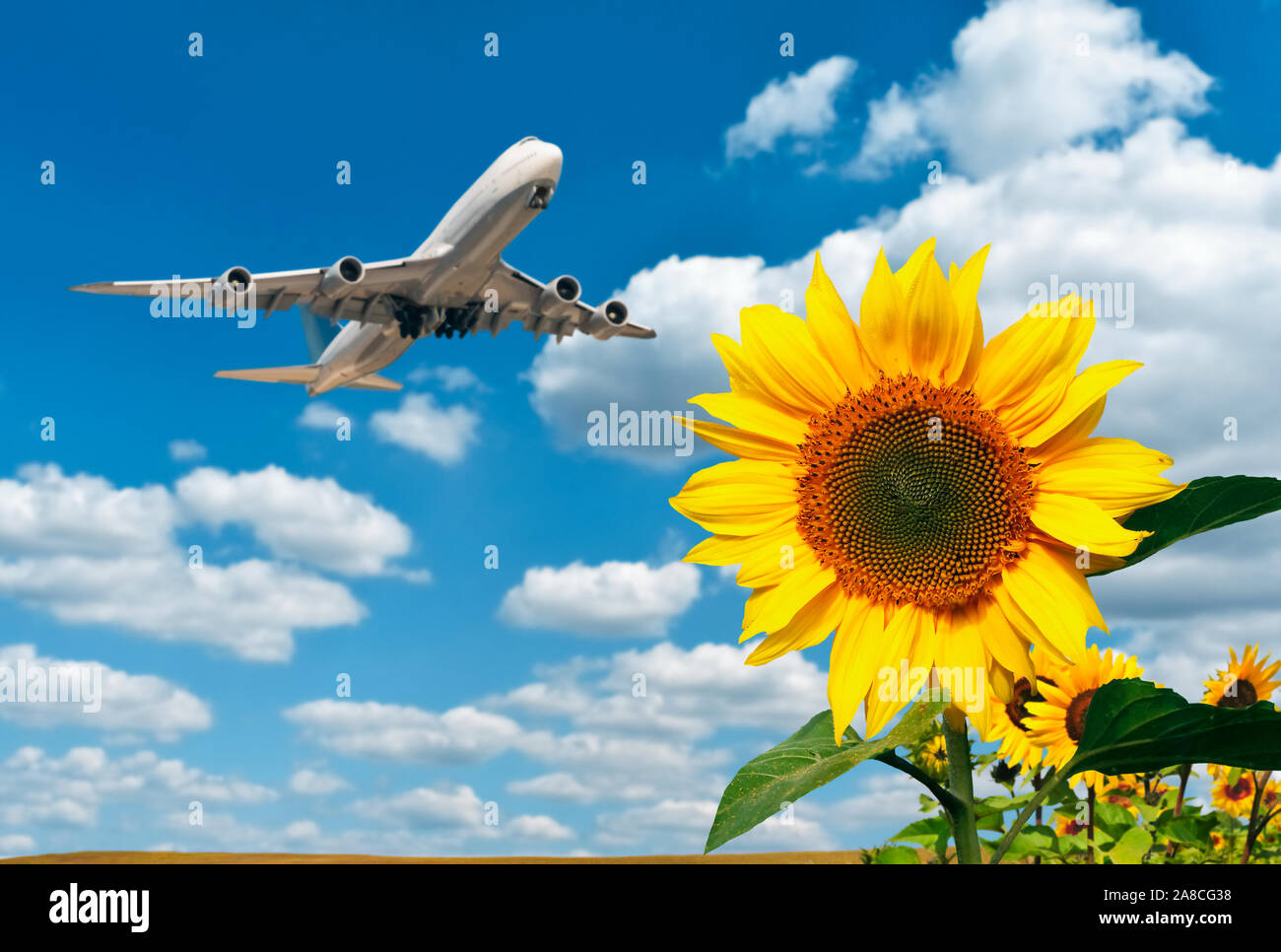 Sonnenblumen mit blauem Himmel, Wolken und Flugzeug im Hintergrund Stockfoto