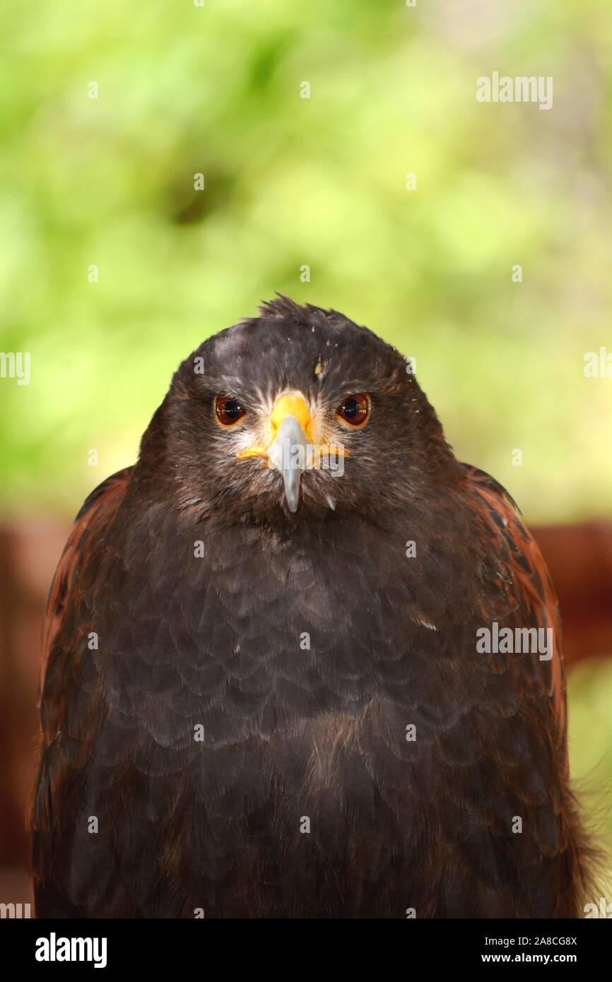 Porträt von einem Adler mit einem gelben Schnabel Stockfoto