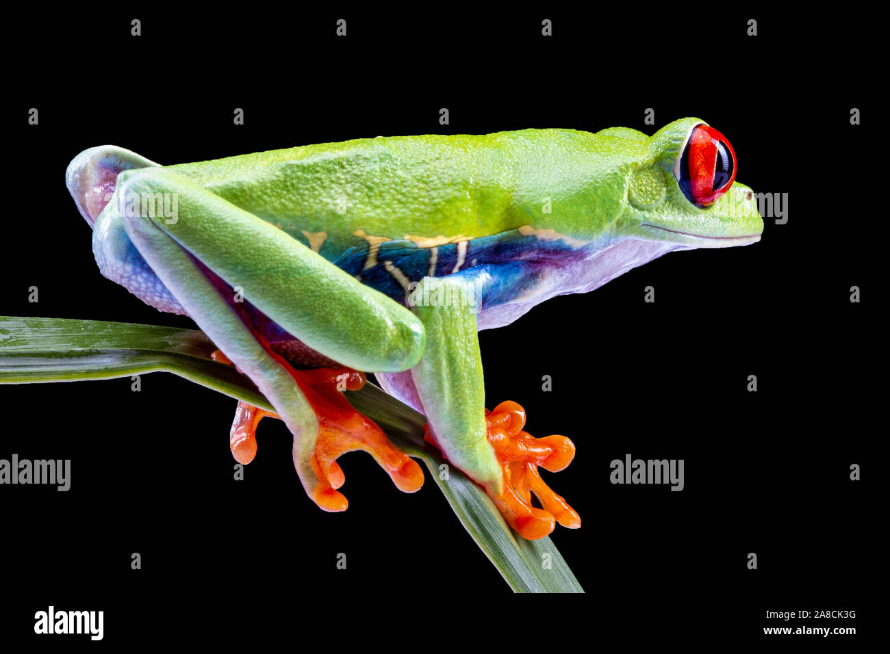 Red Eyed Tree Frog, Agalychnis Callidryas, auf einem Blatt mit schwarzem Hintergrund Stockfoto