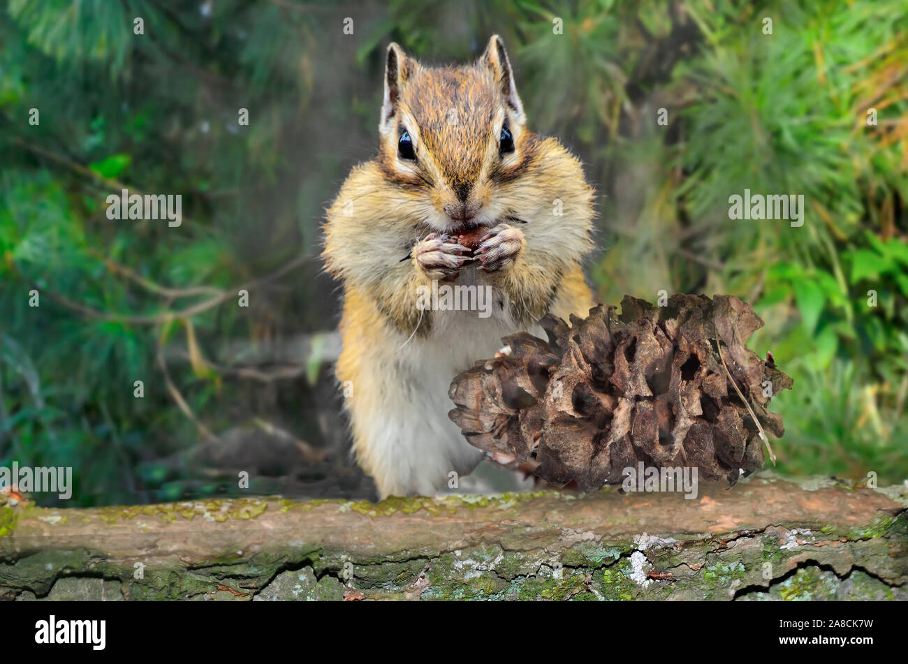 Gestreifte lustige Chipmunk mit vollen Wangen essen Zeder Muttern von Pine Cone auf Baumstamm und beschafft Lebensmittel für den Winter. Portrait von niedlichen Nager Nahaufnahme Stockfoto