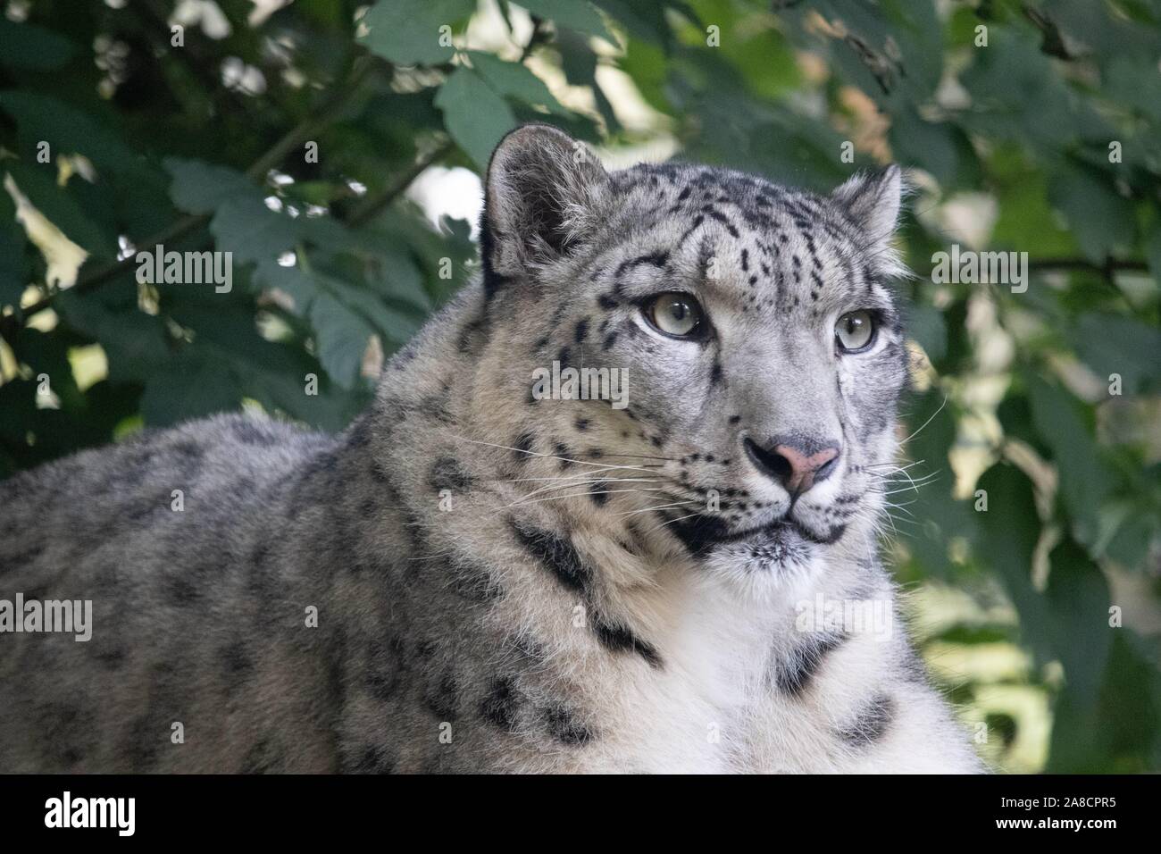 Weibliche Snow Leopard, Taiga (Panthera uncia) Stockfoto
