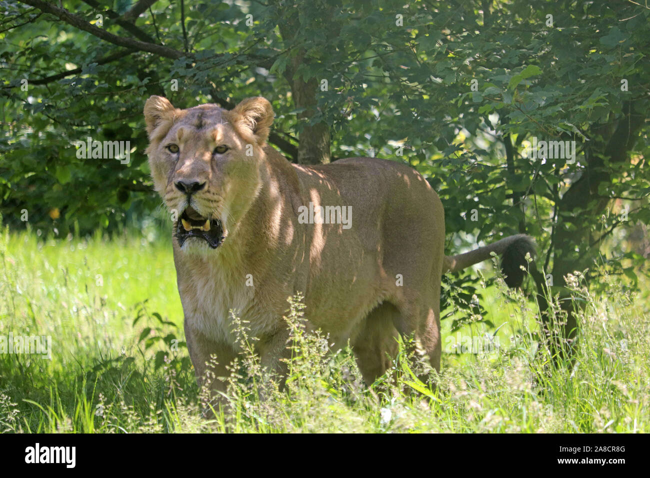 Weibliche Löwe, Kyra (Panthera leo persica) Stockfoto