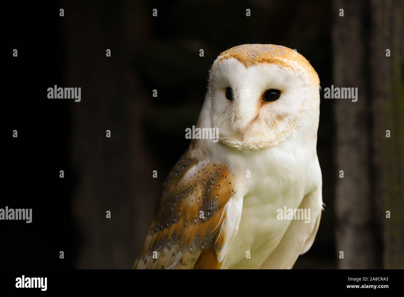 Nahaufnahme Kopf und Schultern Porträt einer Schleiereule (tyto Alba). In der Mitte der Landschaft genommen - Wales UK. Stockfoto