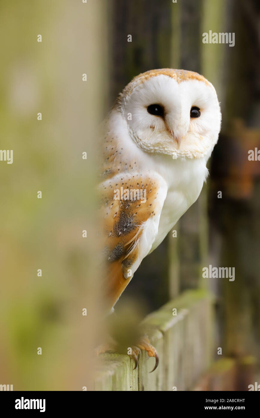 Schleiereule (tyto Alba) sitzt auf der Tür eines alten Bauernhaus. In der Mitte der Landschaft genommen - Wales UK. Stockfoto