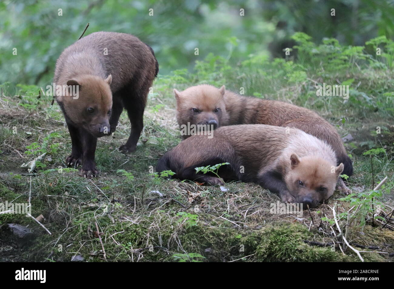 Frau Bush Hunde, Scharlachrot, Rioja & Ruby (Speothos venaticus) Stockfoto