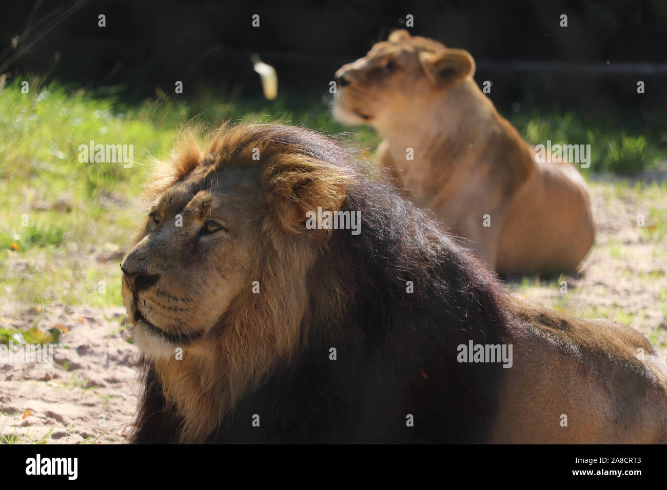 Männliche Löwe, Iblis mit weiblichen Asiatischen Löwen, Kiburi (Panthera leo persica) Stockfoto