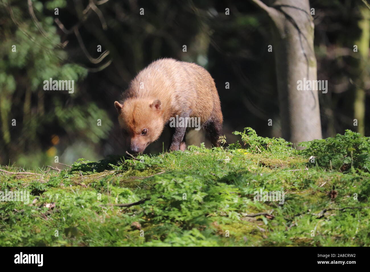 Frau Bush Hund (Speothos venaticus) Stockfoto