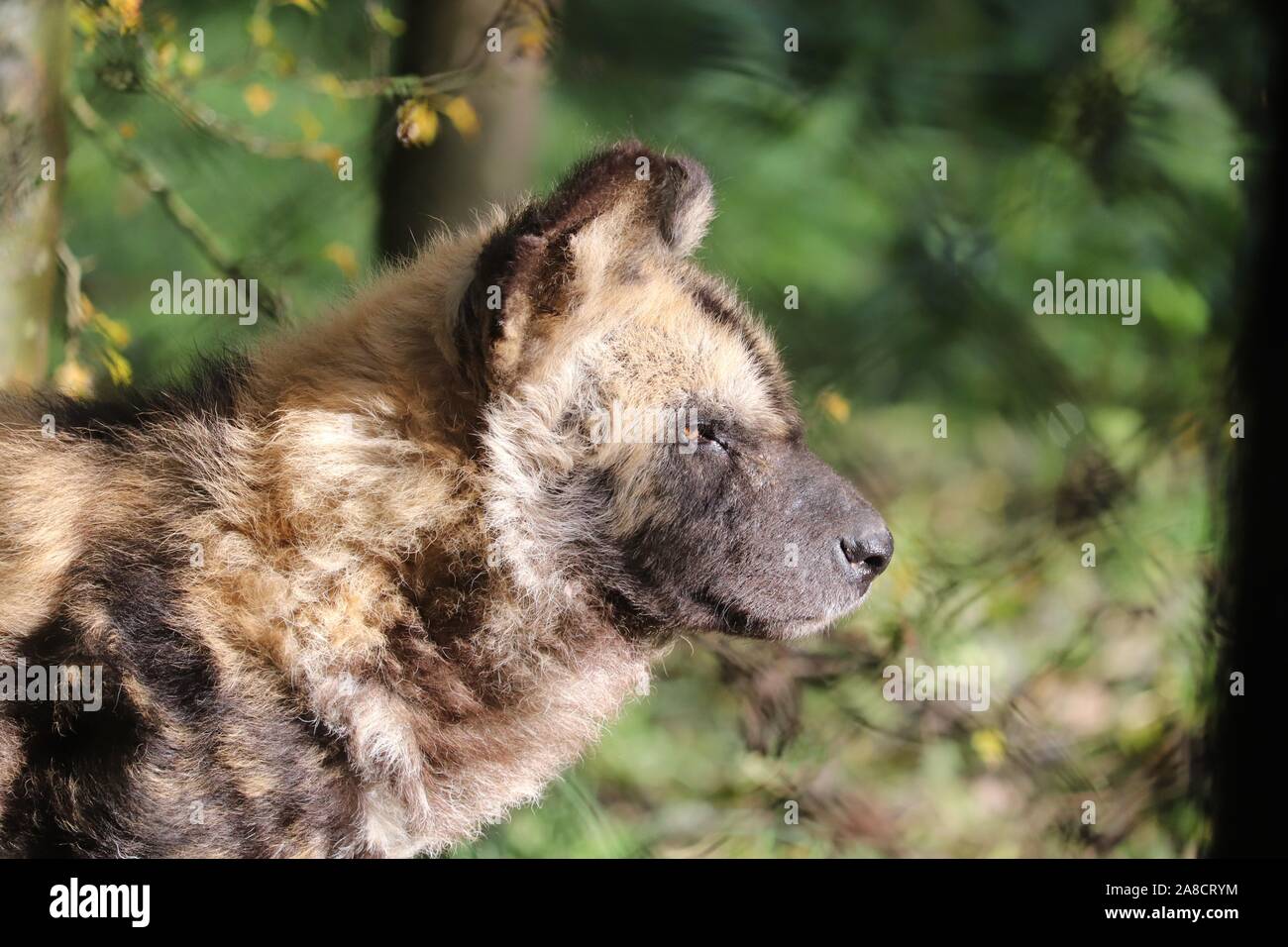 Männliche, Gamba Afrikanischer Wildhund (Lycaon pictus) Stockfoto