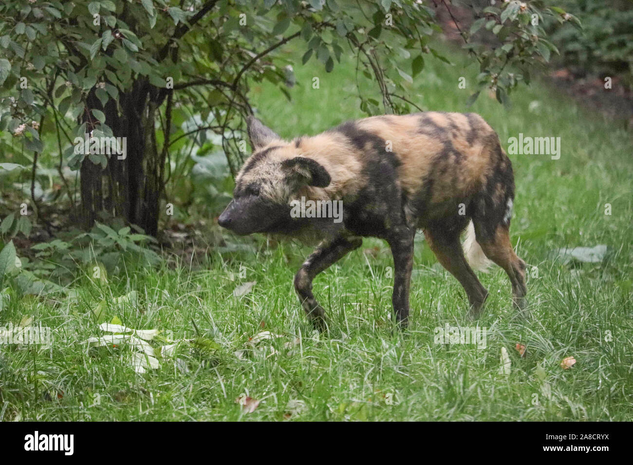 Männliche, Ochi Afrikanischer Wildhund (Lycaon pictus) Stockfoto