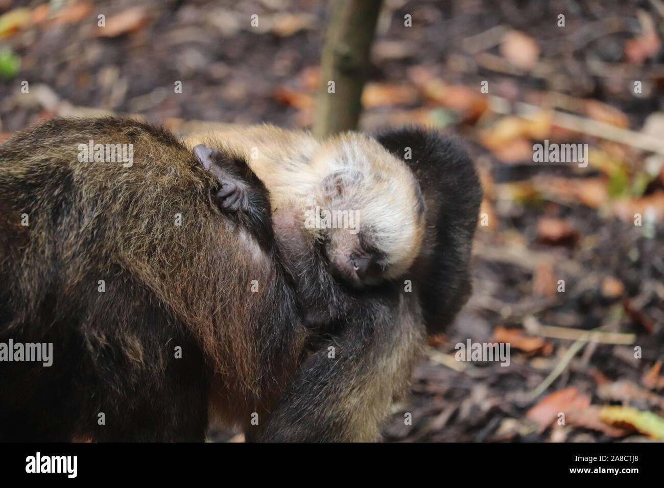 Baby Kapuziner (Sapajus Yellow-Breasted xanthosternos) Stockfoto