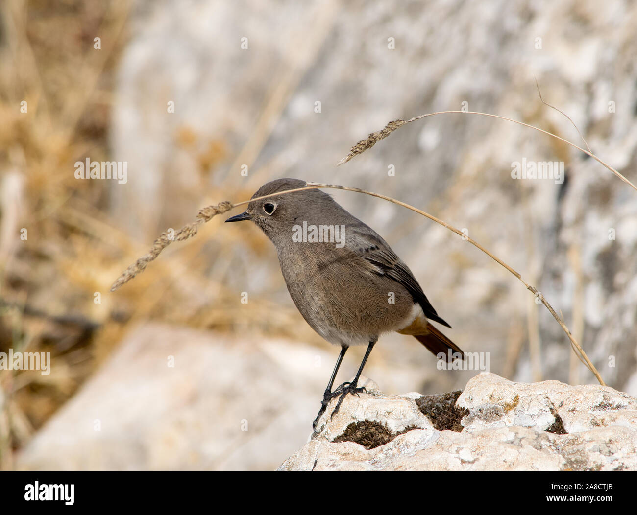 Frau Schwarz redstar. Andalusien. Spanien. Stockfoto