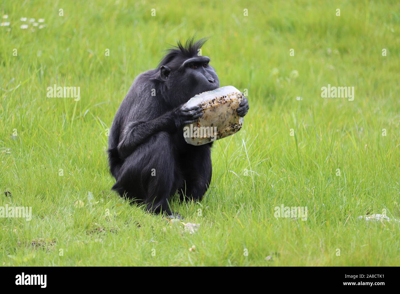 Männliche Sulawesi Crested Makaken, Tambo (Macaca nigra) Stockfoto
