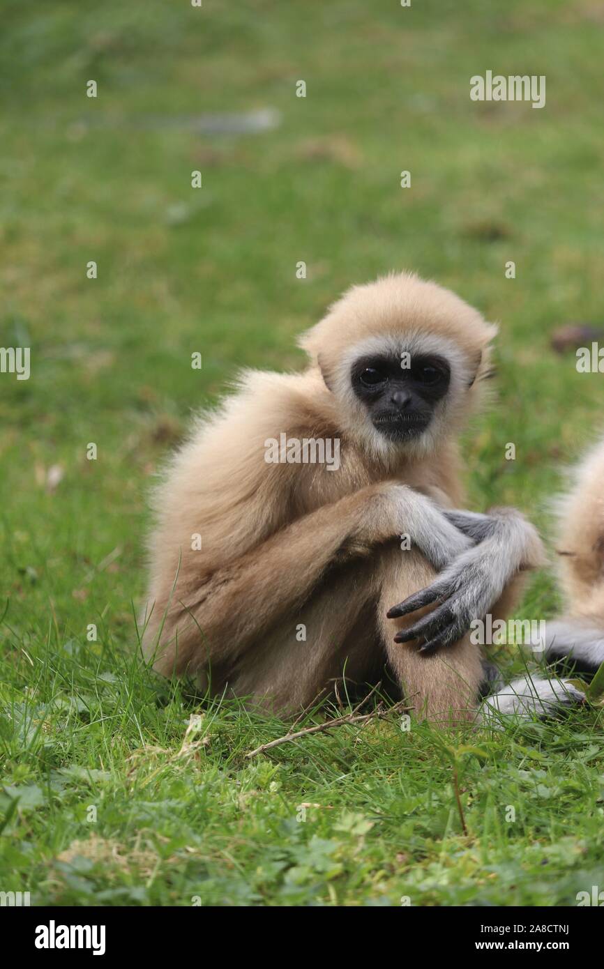 Männliche Lar Gibbon, Gary (Hylobates lar) Stockfoto
