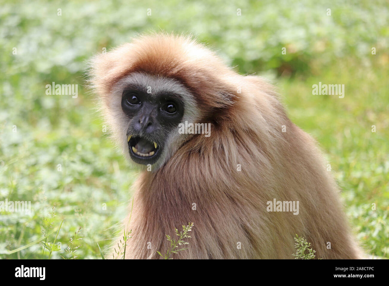 Weibliche Lar Gibbon, Penny (Hylobates lar) Stockfoto