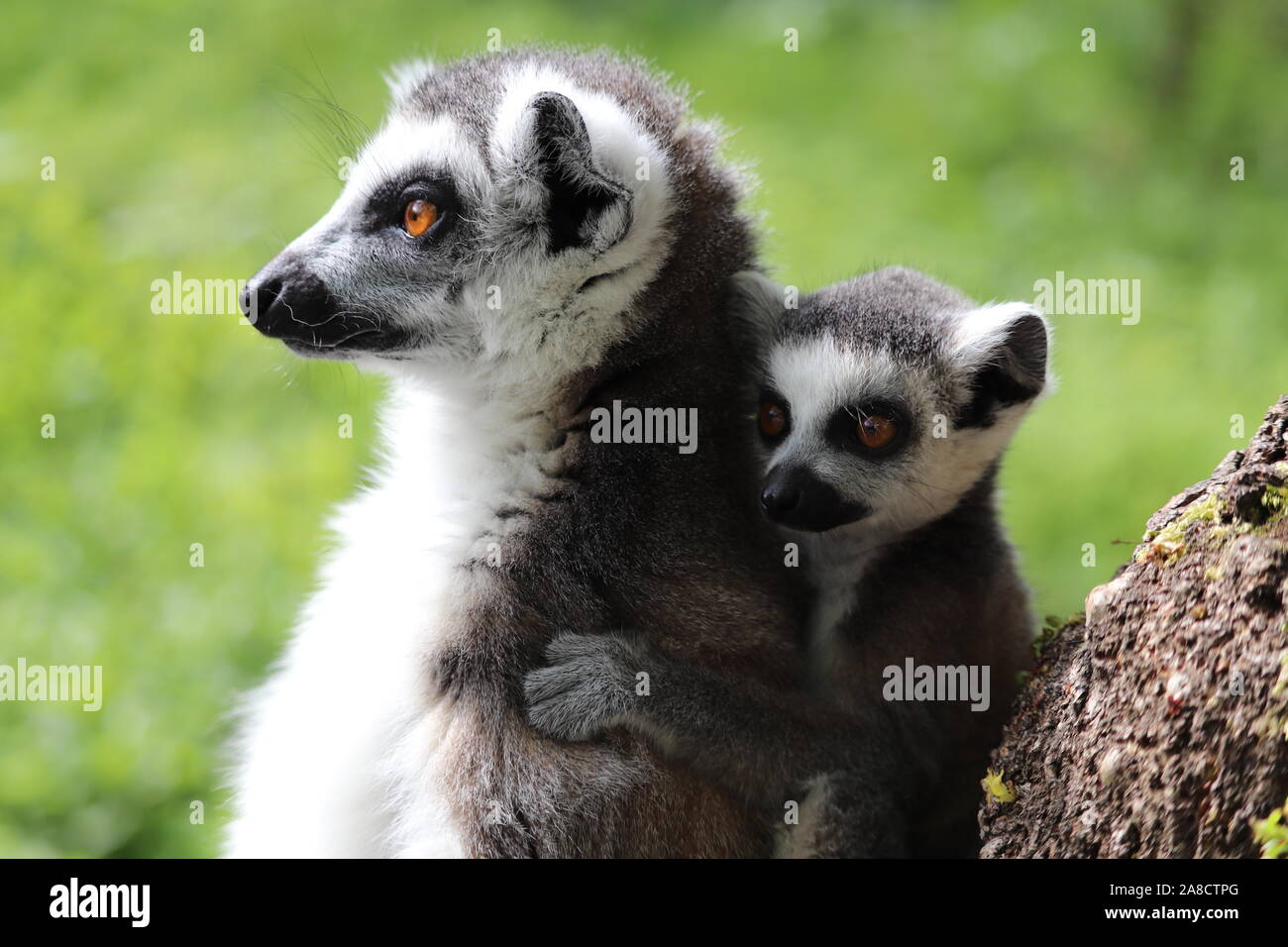 Weibliche Ring-Tailed Lemur mit Baby, Spider (Lemur catta) Stockfoto