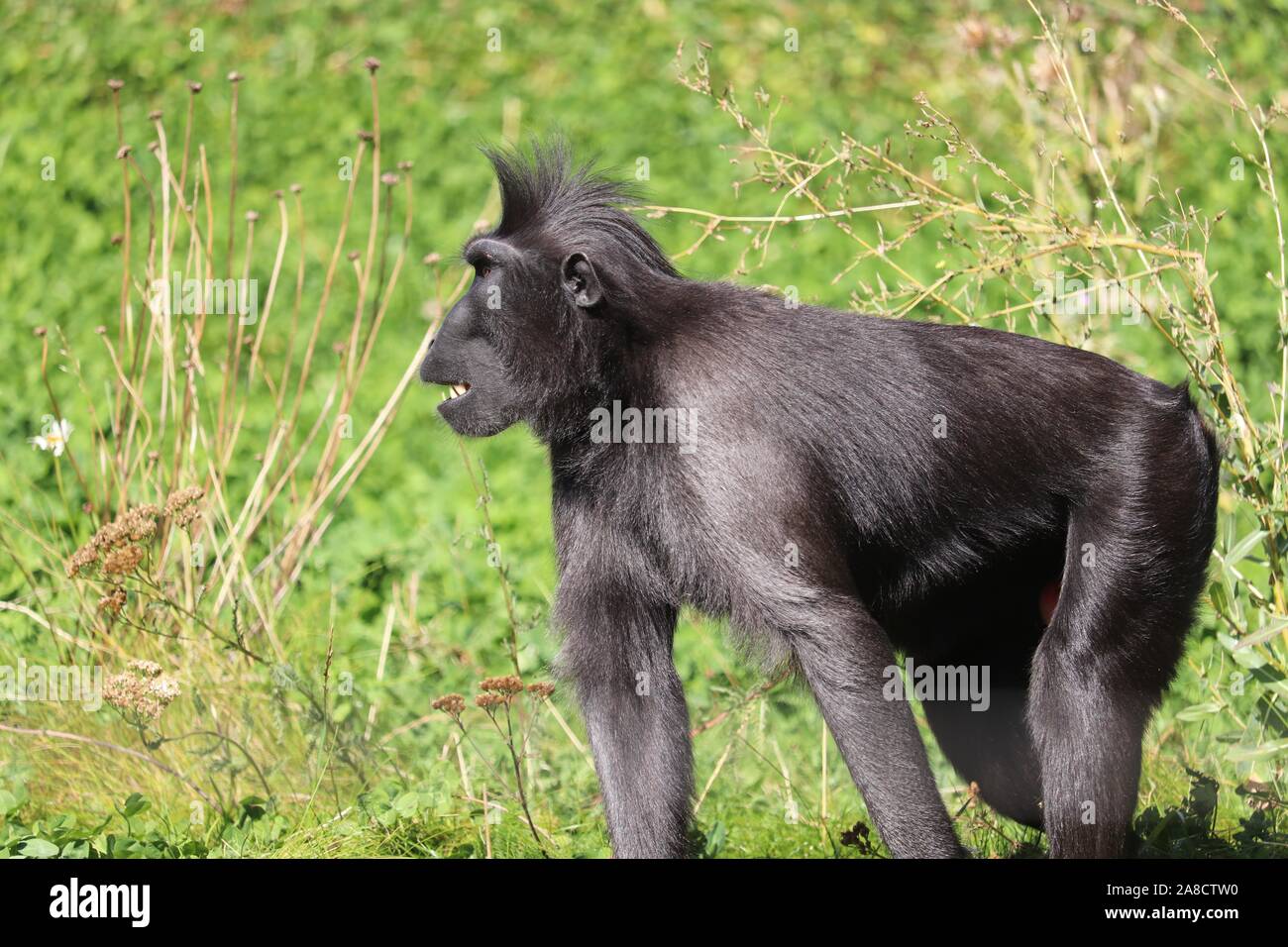 Männliche Sulawesi Crested Makaken, Tambo (Macaca nigra) Stockfoto