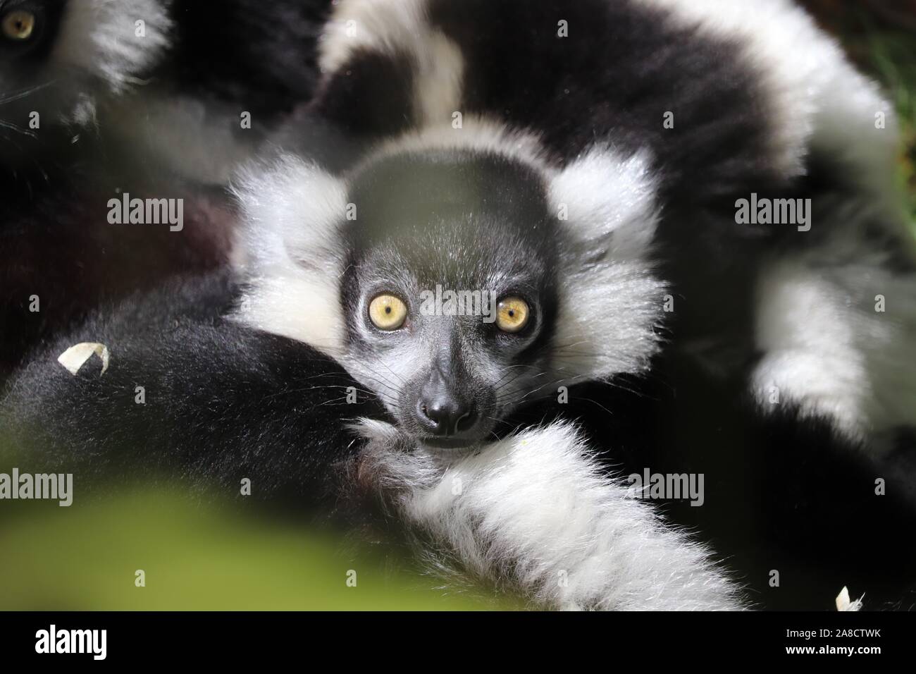 Junge weibliche Schwarze & Weiße Vari, Pandora (Varecia variegata) Stockfoto