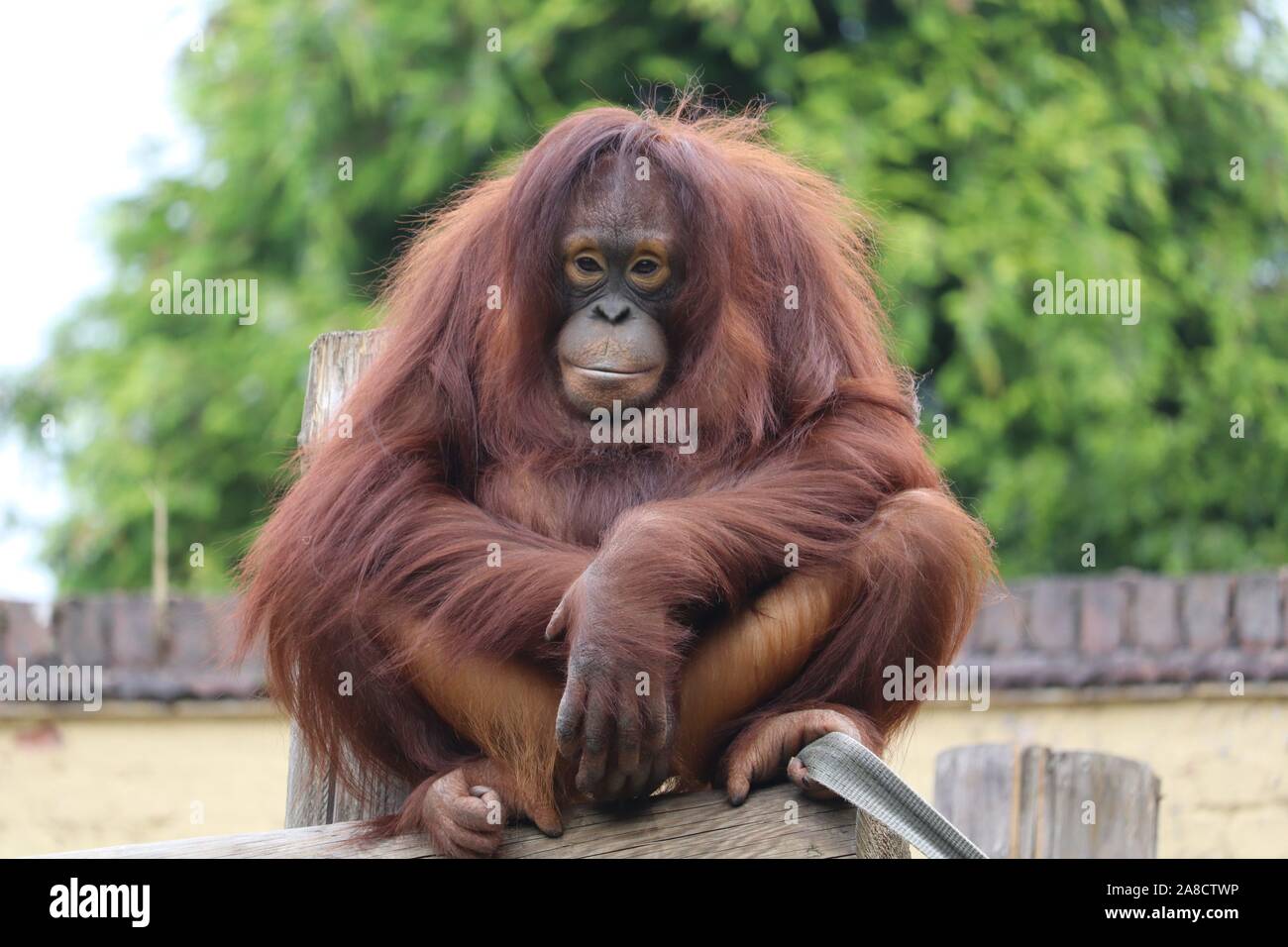 Weibliche bornesischen Orang-utan, Sprießen (Pongo pygmaeus) Stockfoto