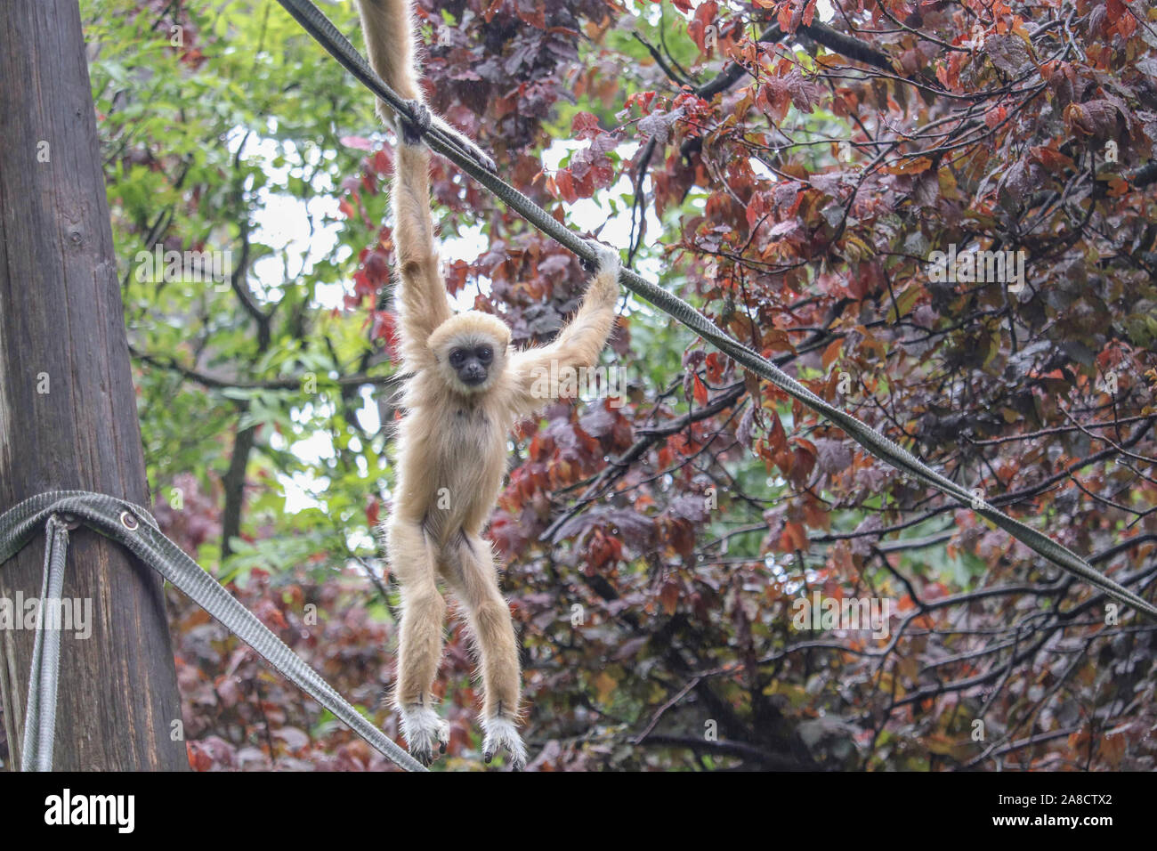 Männliche Lar Gibbon, Gary (Hylobates lar) Stockfoto