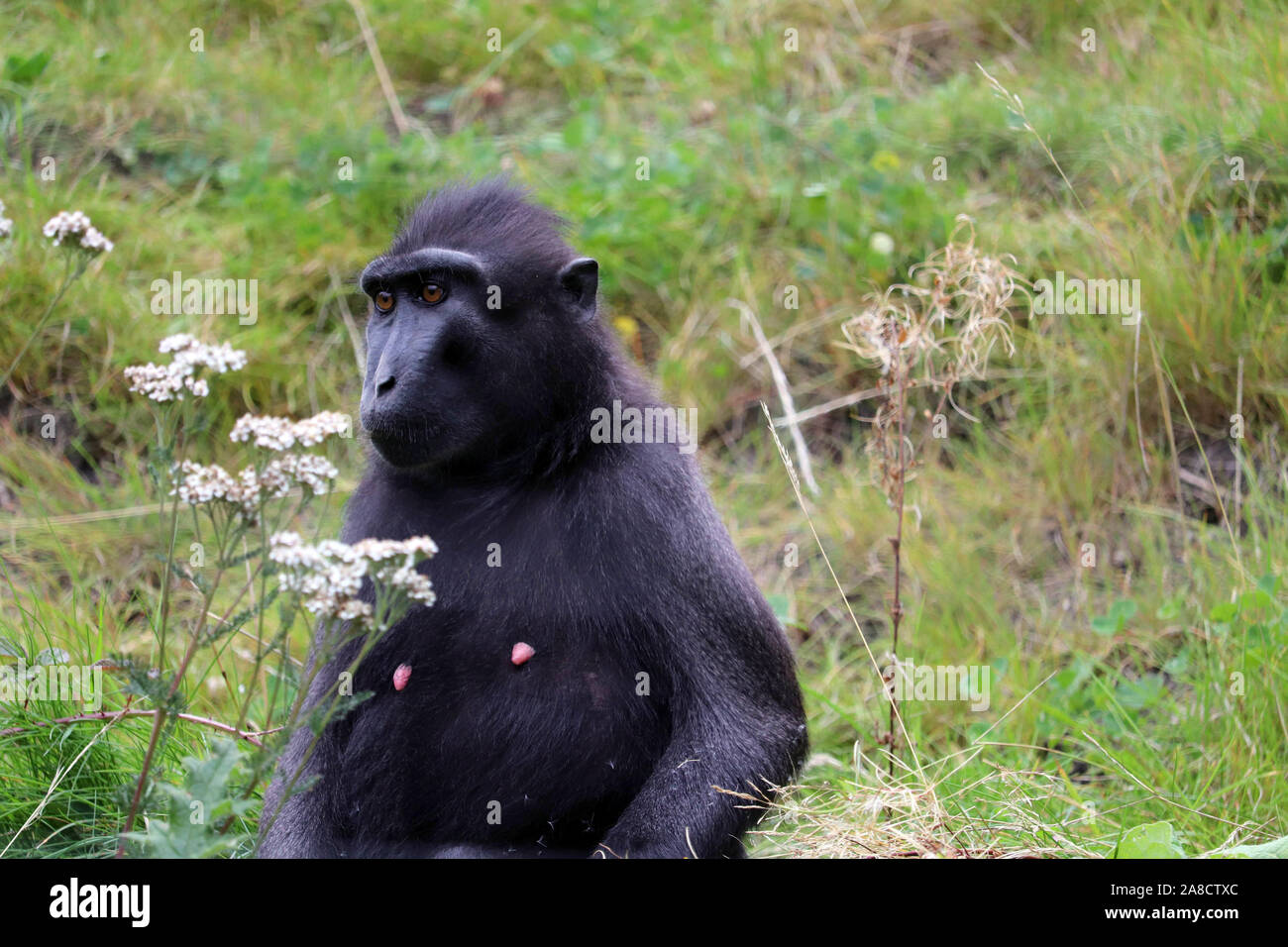 Weibliche Sulawesi Crested Makaken, Jasmin (Macaca nigra) Stockfoto
