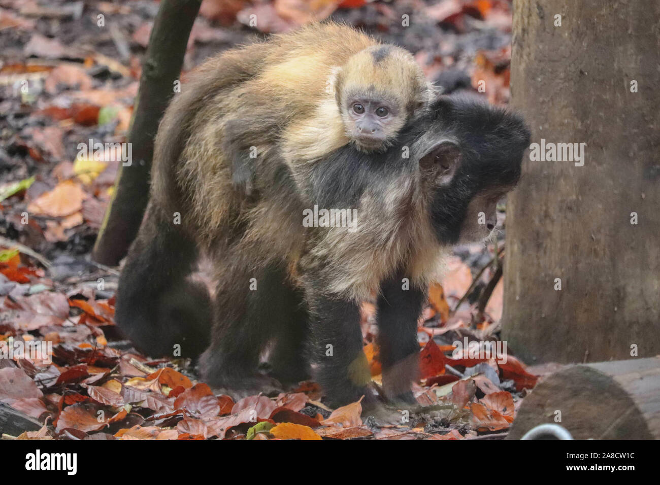 Weibliche Yellow-Breasted Kapuziner, Dinya mit Baby (Sapajus xanthosternos) Stockfoto