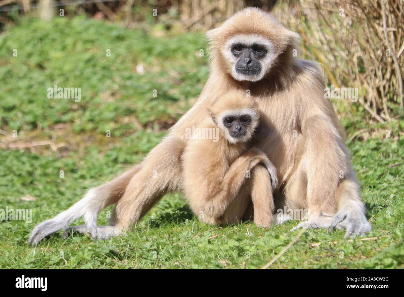 Weibliche Lar Gibbon, Meo mit Baby männlich Gary (Hylobates lar) Stockfoto