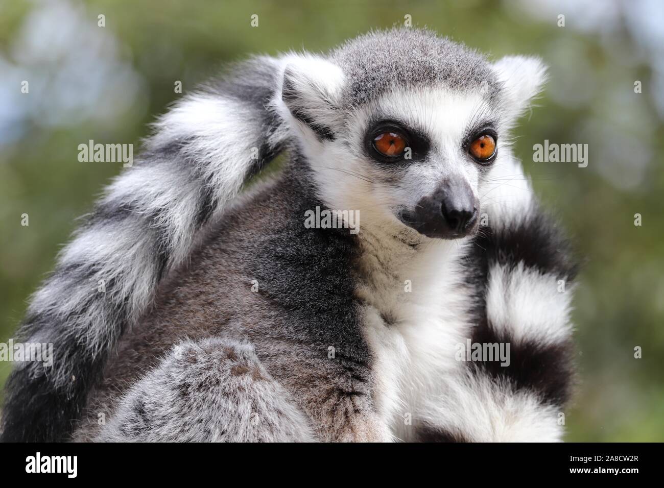 Männliche Ring-Tailed Lemur (Lemur catta) Stockfoto