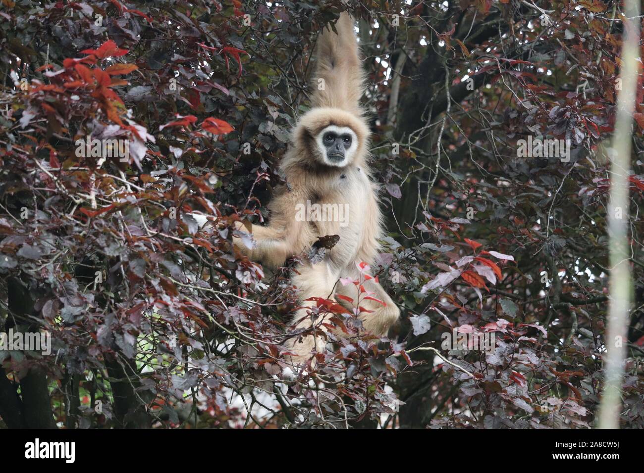 Weibliche Lar Gibbon, Penny (Hylobates lar) Stockfoto