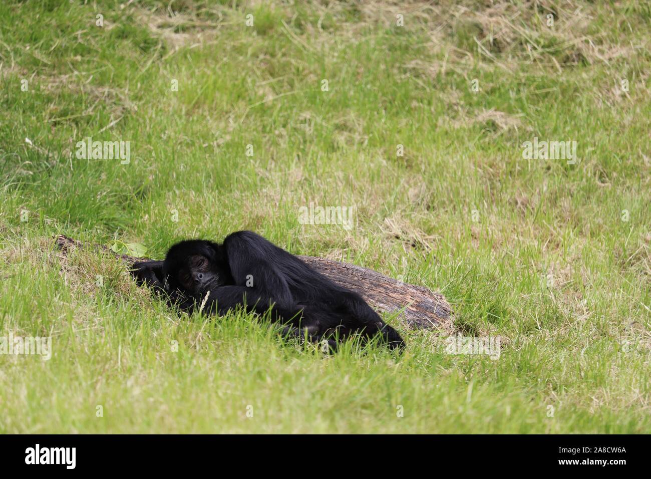 Weiblichen kolumbianischen Klammeraffen, Evita (Ateles fusciceps rufiventris) Stockfoto