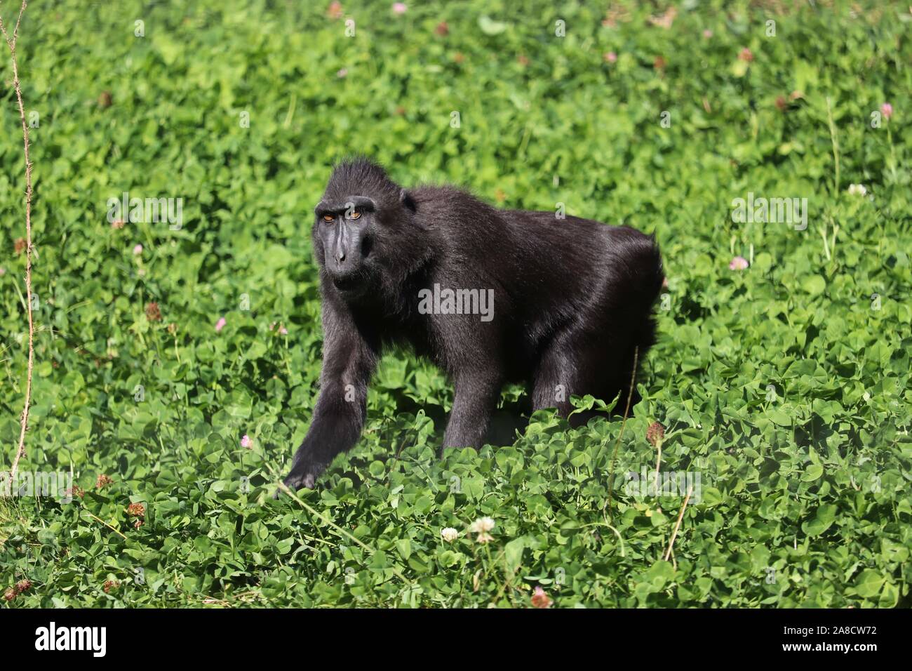 Weibliche Sulawesi Crested Makaken, Jasmin (Macaca nigra) Stockfoto