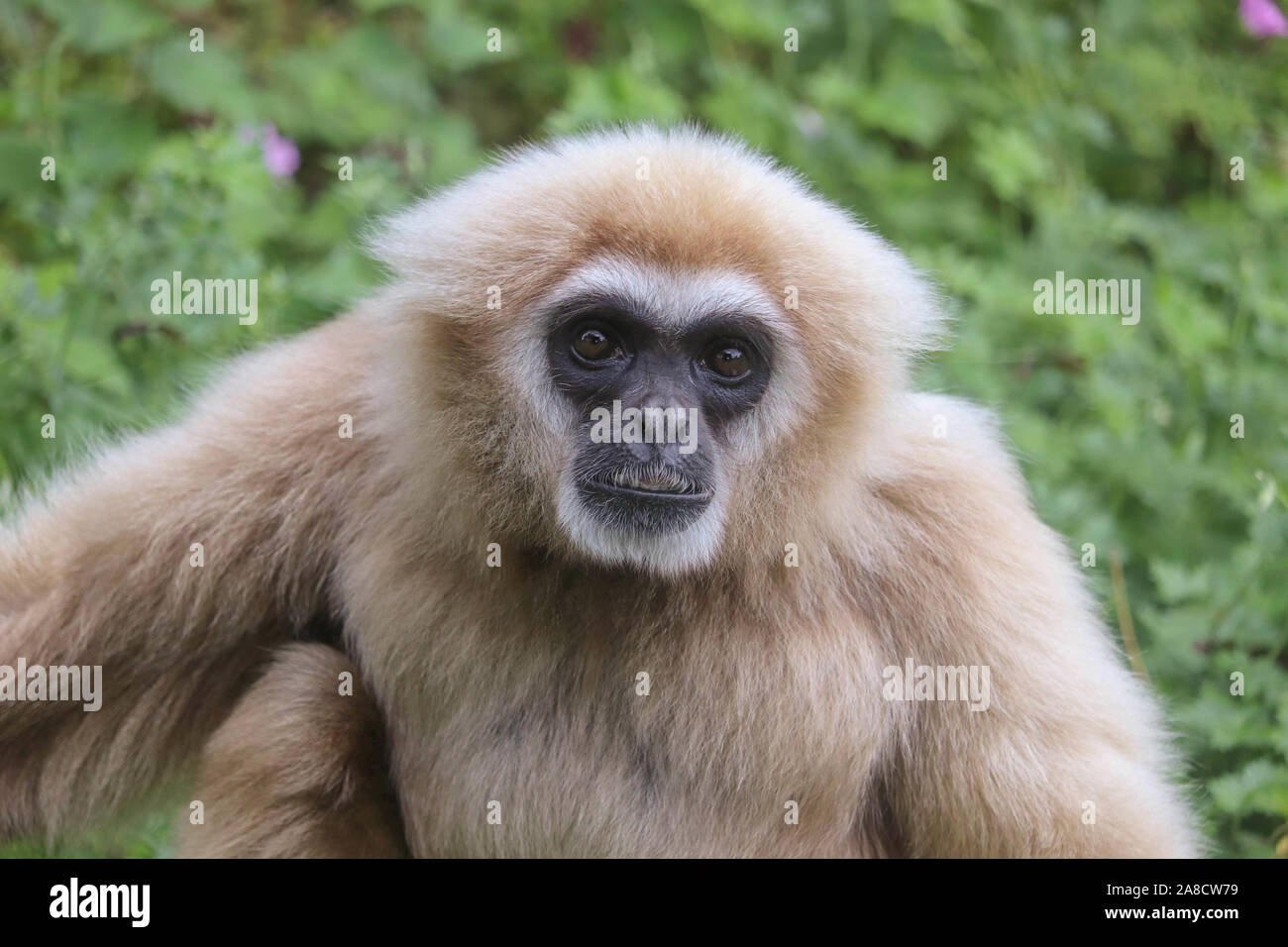 Männliche Lar Gibbon, Huggy (Hylobates lar) Stockfoto