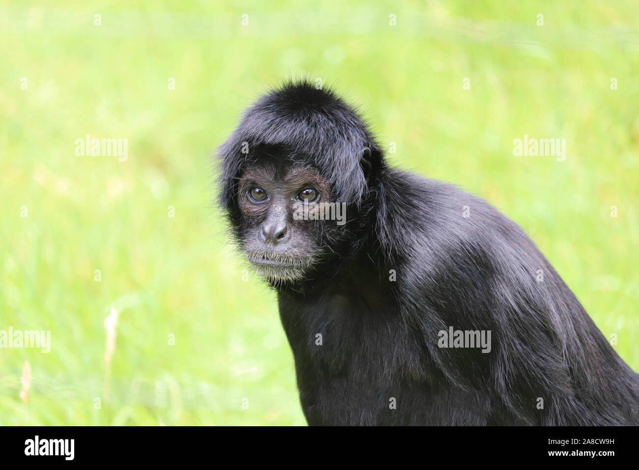 Weiblichen kolumbianischen Klammeraffen, Evita (Ateles fusciceps rufiventris) Stockfoto