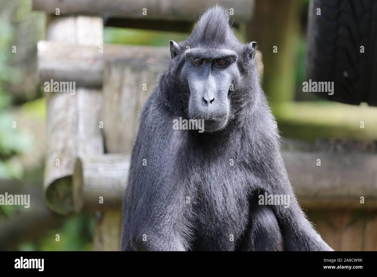 Männliche Sulawesi Crested Makaken, Simon (Macaca nigra) Stockfoto