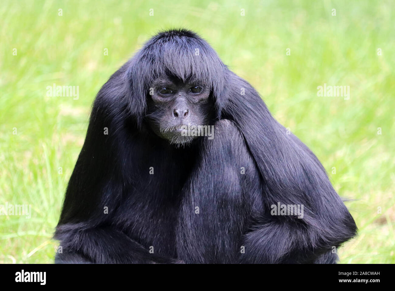 Männliche kolumbianischen Klammeraffen, Charlie (Ateles fusciceps rufiventris) Stockfoto