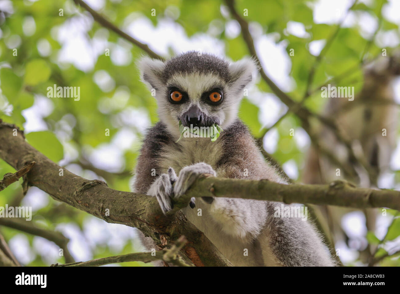 Männliche Ring-Tailed Lemur (Lemur catta) Stockfoto