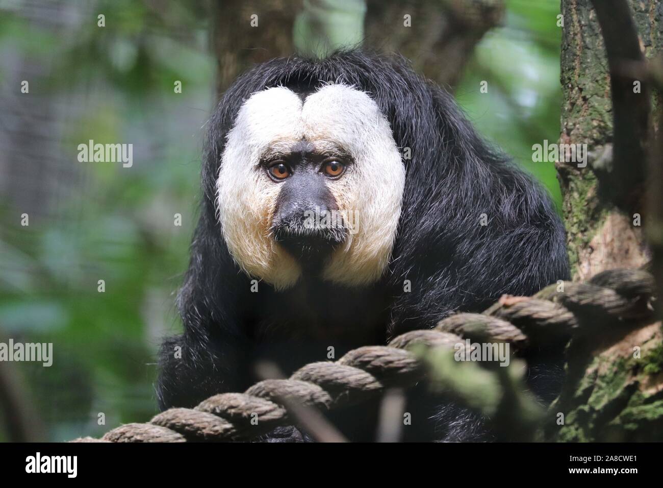 Männliche White-Faced Saki (Pithecia pithecia) Stockfoto