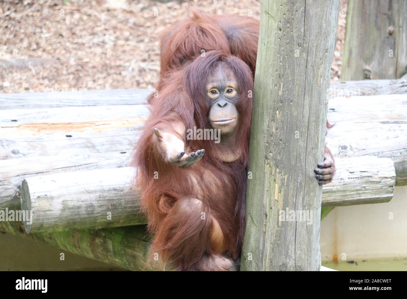 Weibliche bornesischen Orang-utan, Sprießen (Pongo pygmaeus) Stockfoto