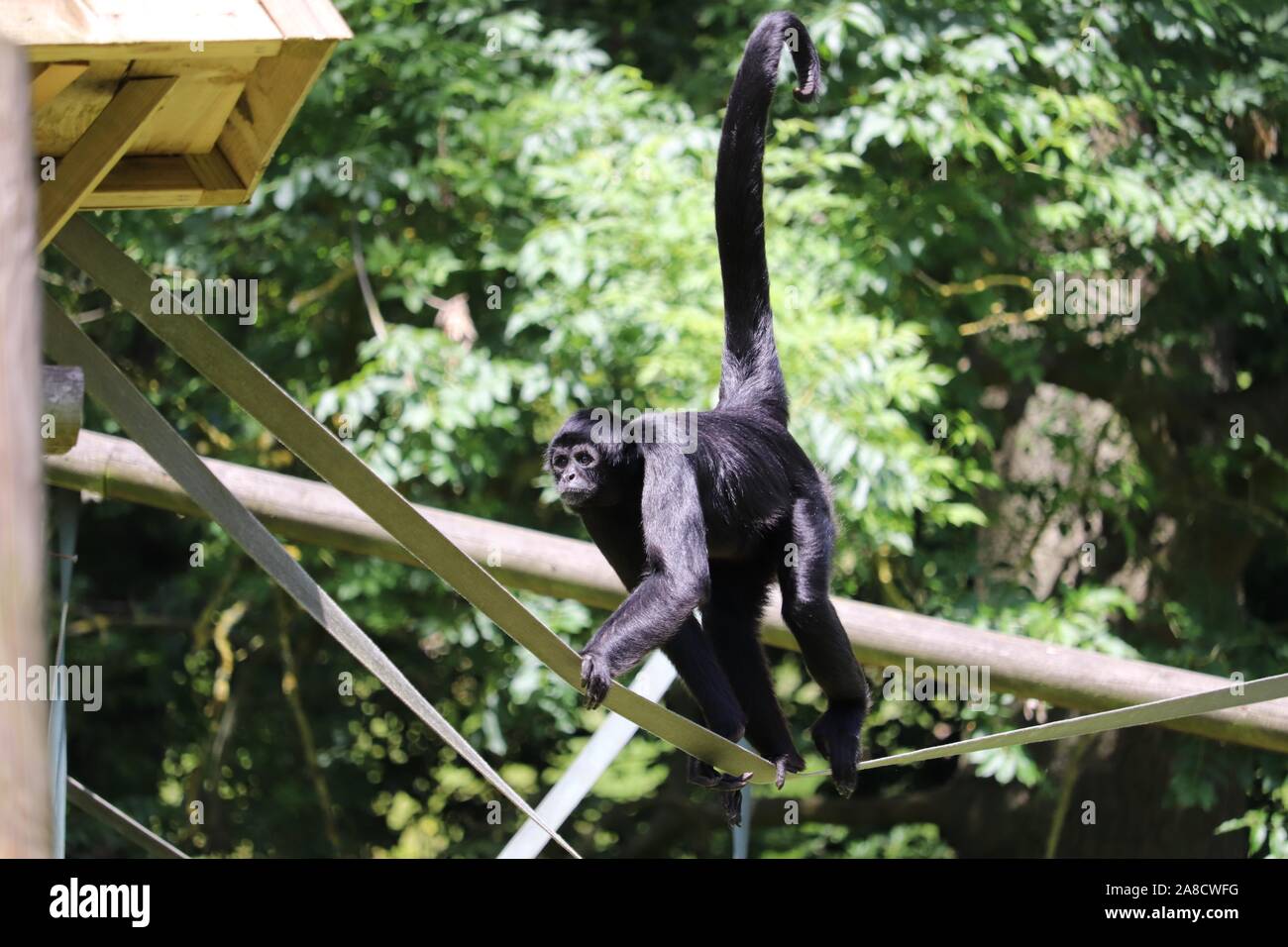 Männliche kolumbianischen Klammeraffen, Chester (Ateles fusciceps rufiventris) Stockfoto